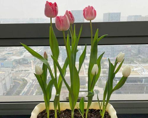 封闭阳台花盆花卉推荐？如何选择合适的盆栽花卉