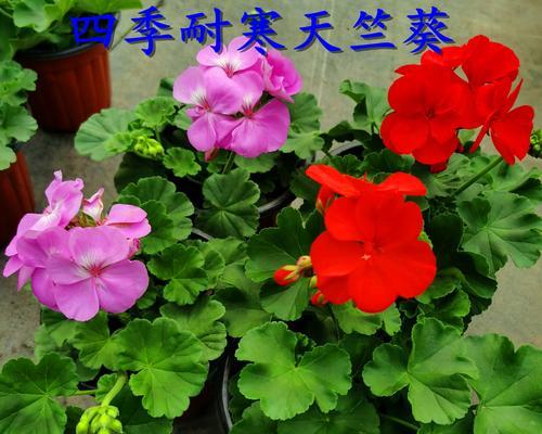 封闭阳台花盆花卉推荐？如何选择合适的盆栽花卉