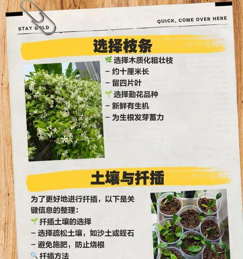 如何将捡到的三角梅枝条养活？