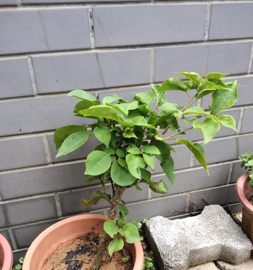 如何将捡到的三角梅枝条养活？
