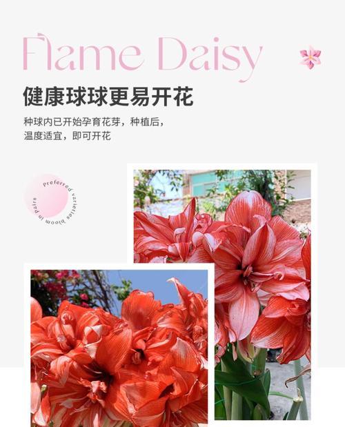 朱顶红不开花应该施用哪种肥料？