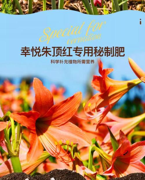 朱顶红不开花应该施用哪种肥料？