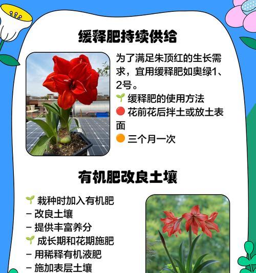 朱顶红不开花应该施用哪种肥料？