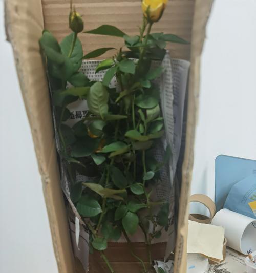月季黄花大花朵如何养护？有哪些技巧？
