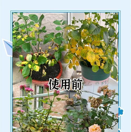 月季黄花大花朵如何养护？有哪些技巧？