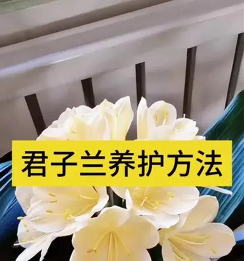 黄泥土种君子兰换土技巧是什么？