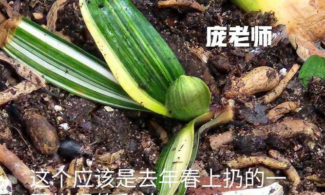 黄泥土种君子兰换土技巧是什么？