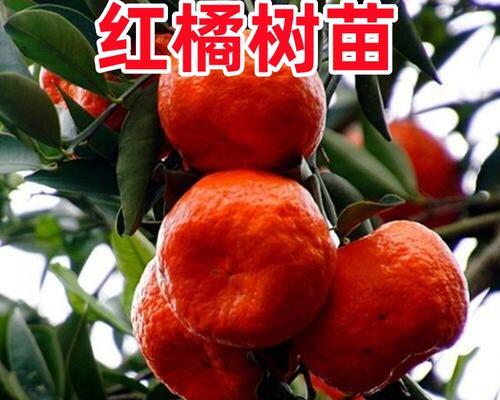 川红橘播种的最佳时间是什么时候？