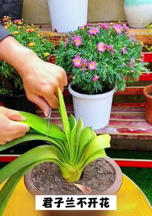 君子兰使用深盆种植的方法是什么？