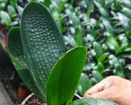 君子兰使用深盆种植的方法是什么？