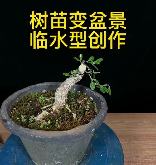 黄杨小苗如何培育成盆景？需要哪些养护技巧？