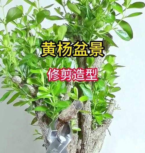黄杨小苗如何培育成盆景？需要哪些养护技巧？