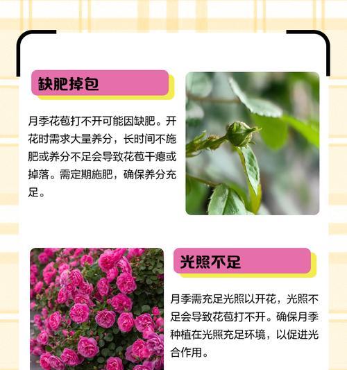 如何识别真假月季花苞？有哪些技巧和方法？