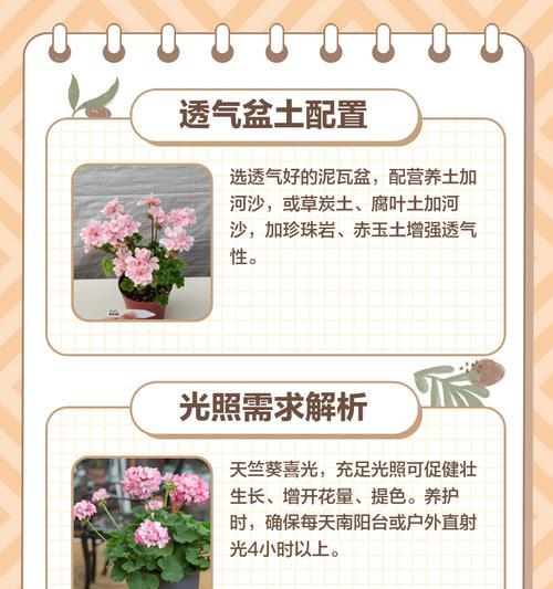 天竺葵大眼睛的正确养护方法是什么？