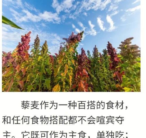 藜麦播种的最佳地点在哪里？如何确保藜麦的生长环境？