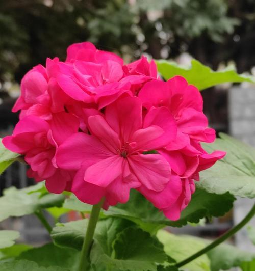 天竺葵缺肥的补充方法是什么？