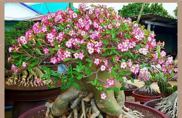 阳台沙质土壤适合种植哪些花卉？