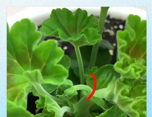 天竺葵发芽苗如何养护？有哪些养护技巧？
