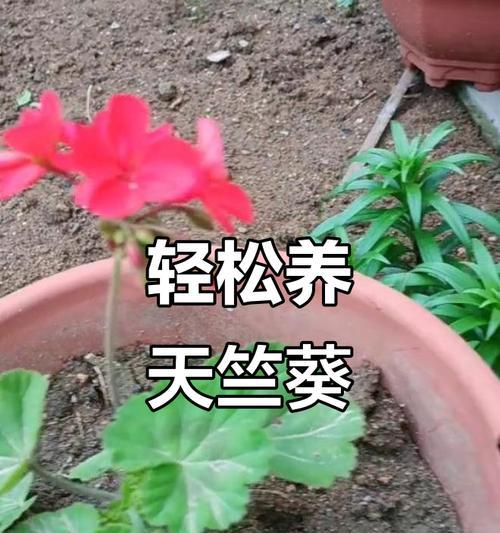 天竺葵发芽苗如何养护？有哪些养护技巧？