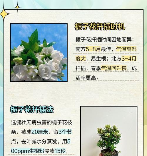 栀子花扦插后叶子发黄干叶的处理方法是什么？