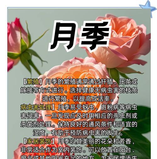 门前树苗月季怎么养？月季的日常养护和管理技巧是什么？