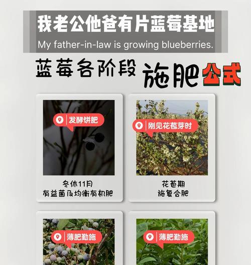 黑莓栽培技术要点是什么？如何掌握？