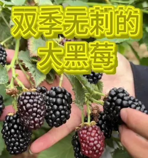 黑莓栽培技术要点是什么？如何掌握？
