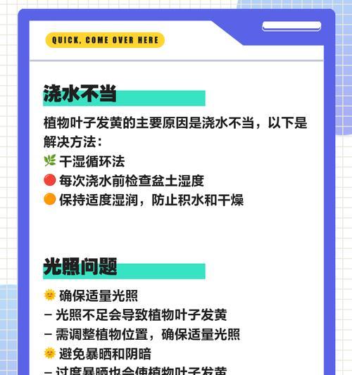 榕树叶子发黄的可能原因是什么？