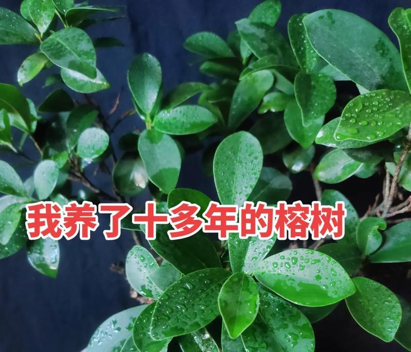 榕树叶子发黄的可能原因是什么？