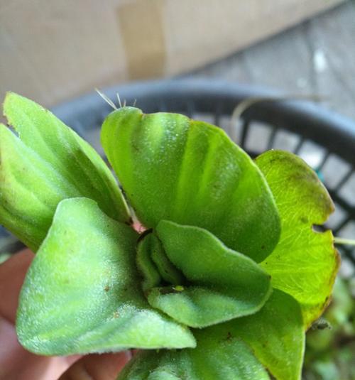 绿伞水生植物种类有哪些？