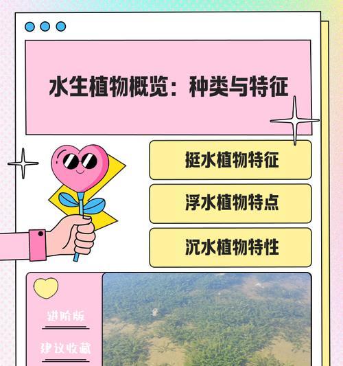 绿伞水生植物种类有哪些？