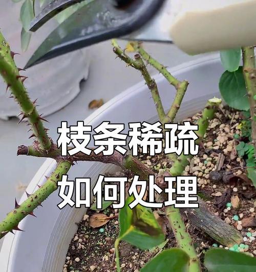 月季株型不佳如何调整？有哪些修剪技巧？