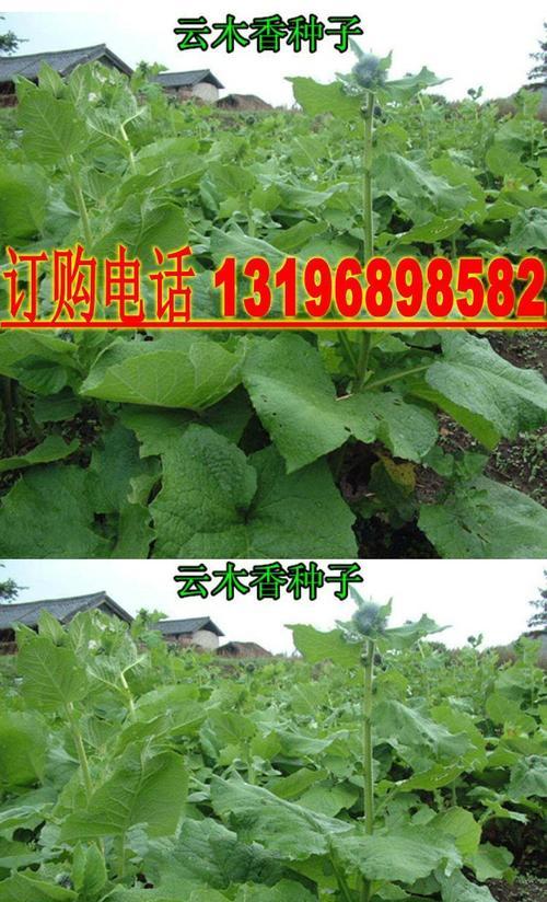 干香草籽植物品种大全？