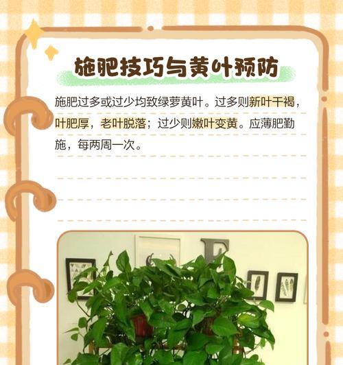 百丽植物叶子发黄？如何处理？