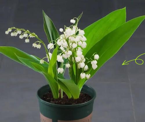 百丽植物叶子发黄？如何处理？