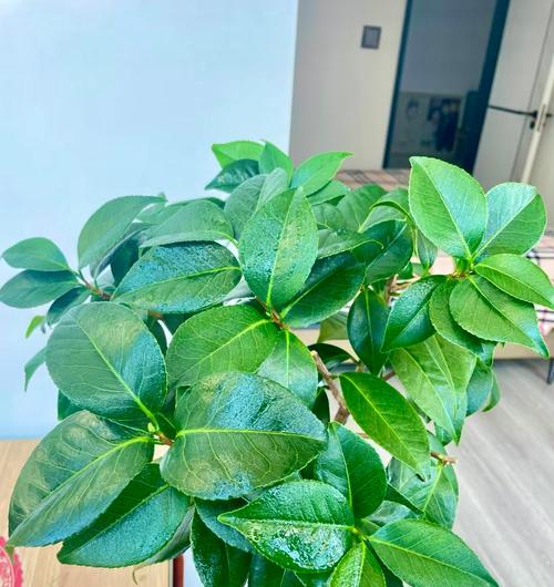 百丽植物叶子发黄？如何处理？