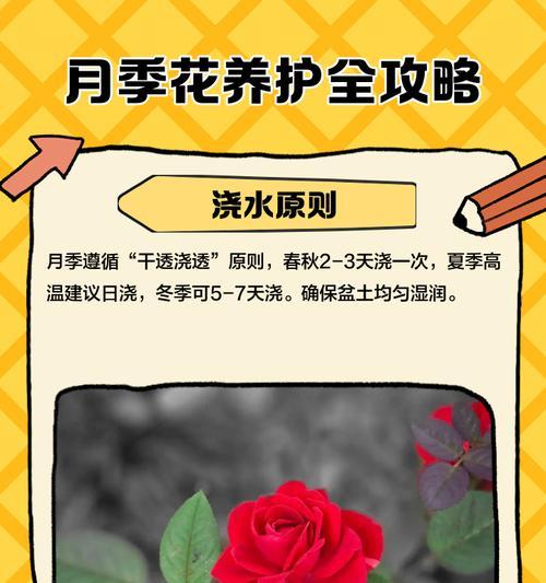 月季怎么清土养护？月季土壤管理技巧是什么？