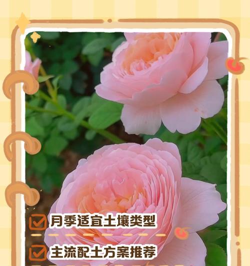 月季怎么清土养护？月季土壤管理技巧是什么？