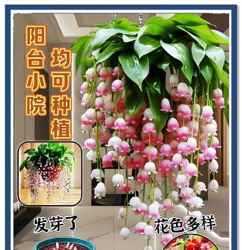 北方城市阳台适合种植哪些花卉？