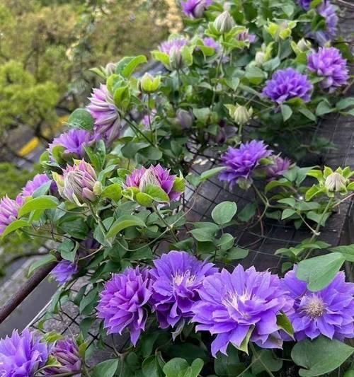 北方城市阳台适合种植哪些花卉？