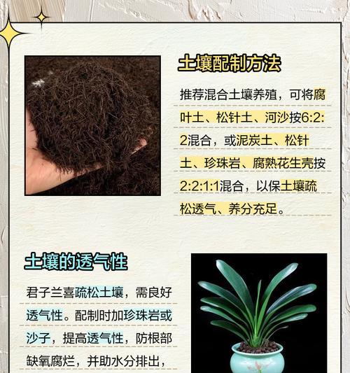 泥炭土怎么养好君子兰？泥炭土的使用和管理技巧？
