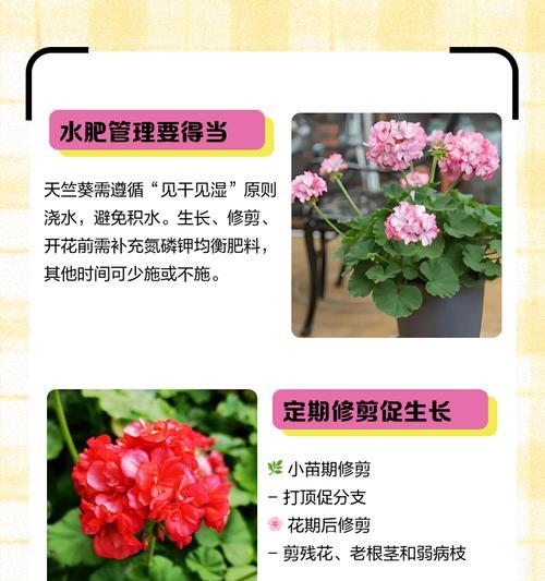 天蓝色妖姬天竺葵的养殖方法？