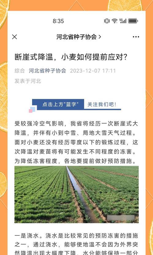 高产抗病小麦栽培技术要点是什么？