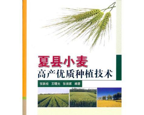 高产抗病小麦栽培技术要点是什么？