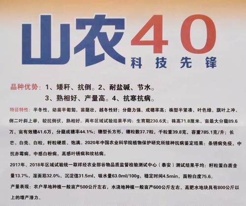 高产抗病小麦栽培技术要点是什么？