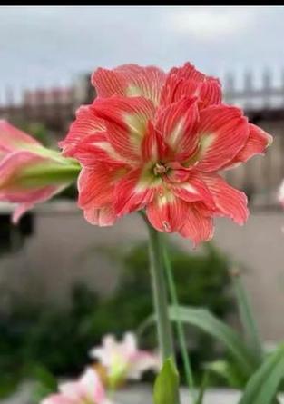 哪种朱顶红品种容易出侧芽？
