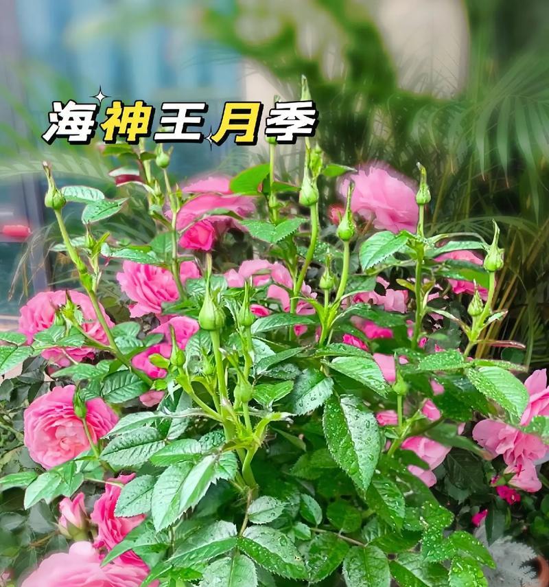 如何让月季花大量开花？