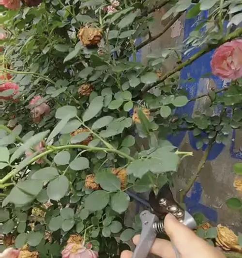 如何让月季花大量开花？