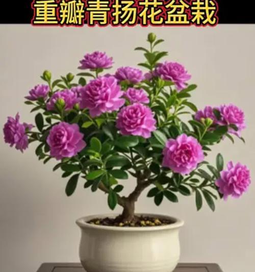 阳台外沿适合摆放哪些花卉？