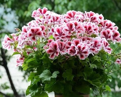 阳台外沿适合摆放哪些花卉？